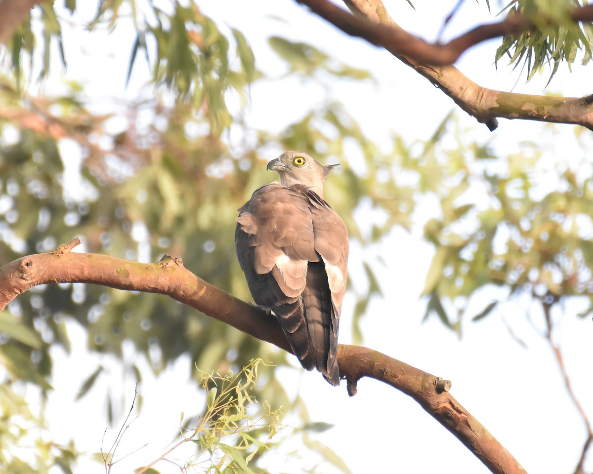 Pacific Baza - ML645541841