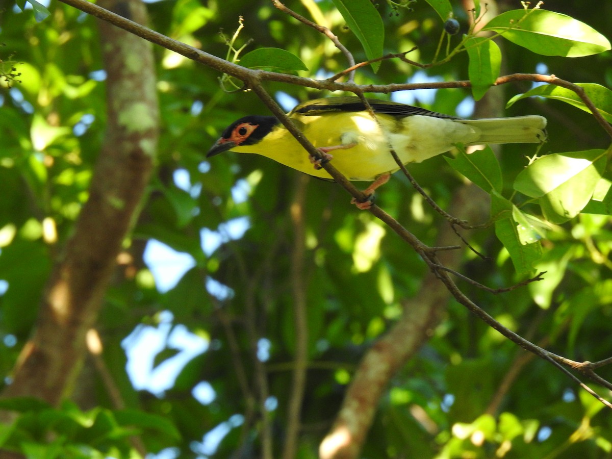 fíkovec australasijský - ML645541850