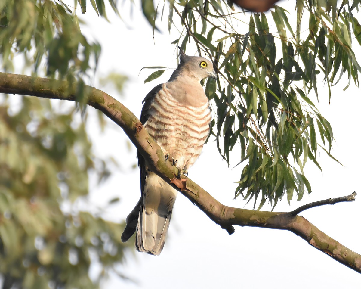 Pacific Baza - ML645541851