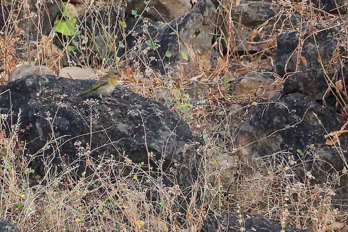 Иволговый ткач - ML645541852