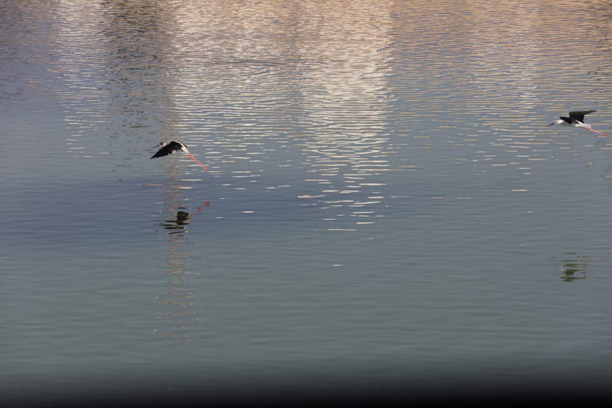 高蹺鴴 - ML645541858