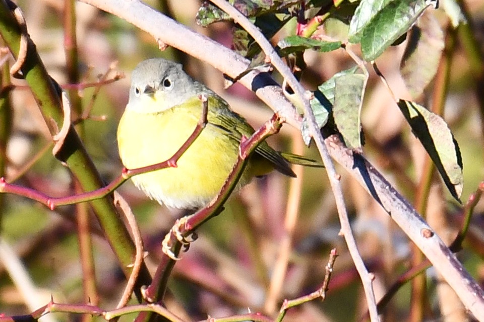 Nashville Warbler - ML645541861