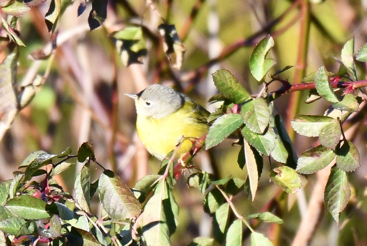 Nashville Warbler - ML645541862