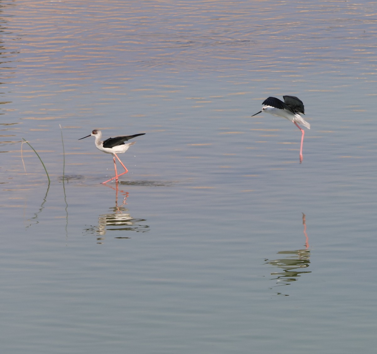 高蹺鴴 - ML645541871