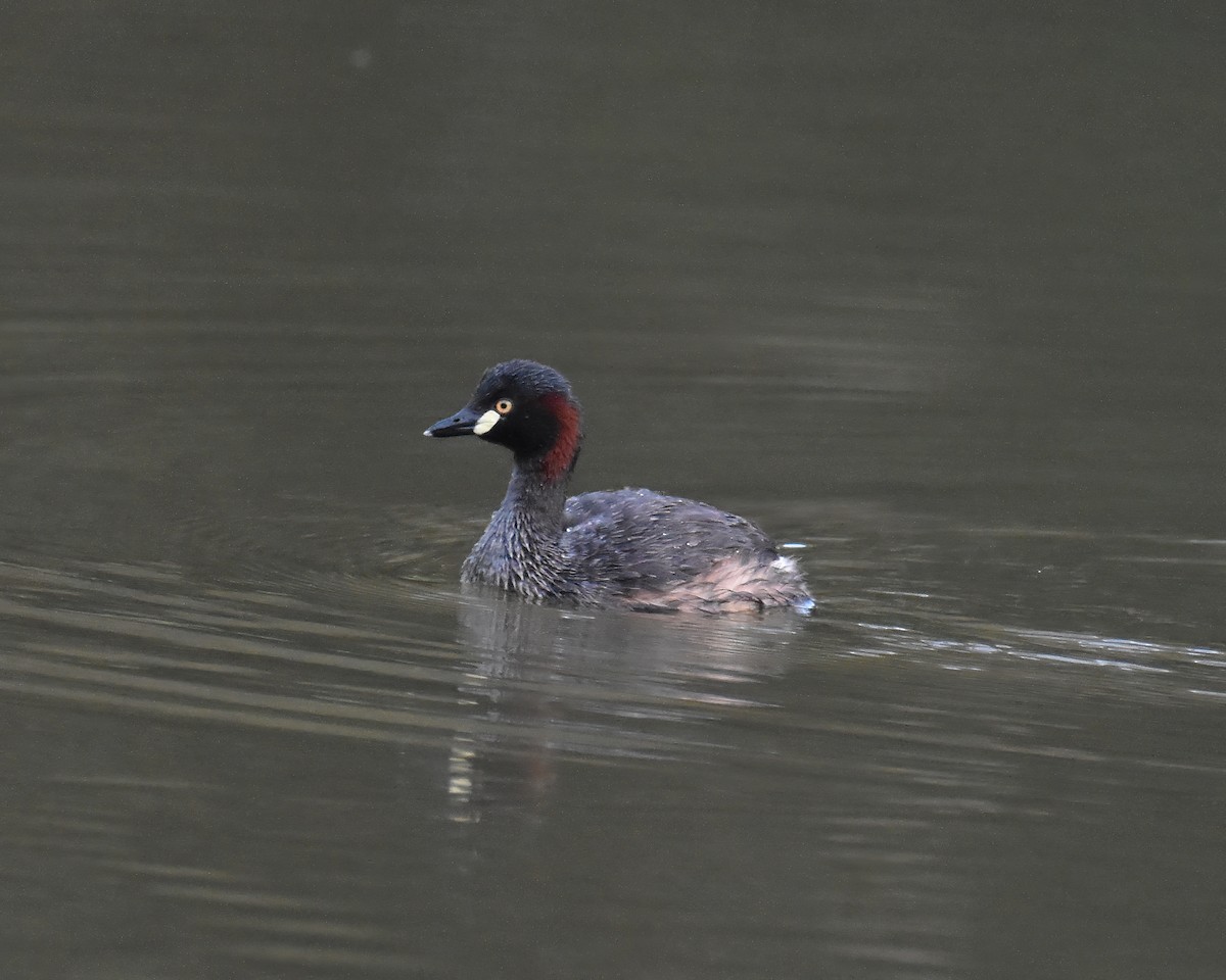 Australasian Grebe - ML645541873