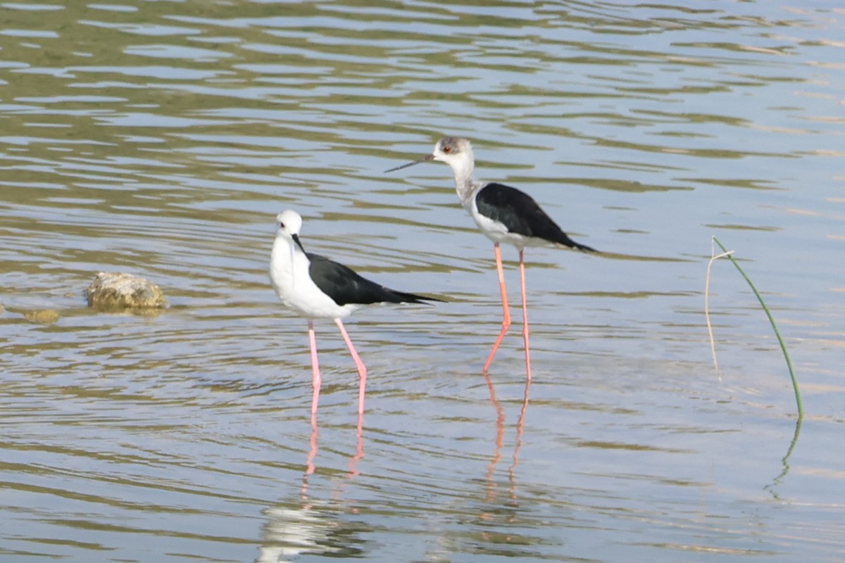 高蹺鴴 - ML645541882