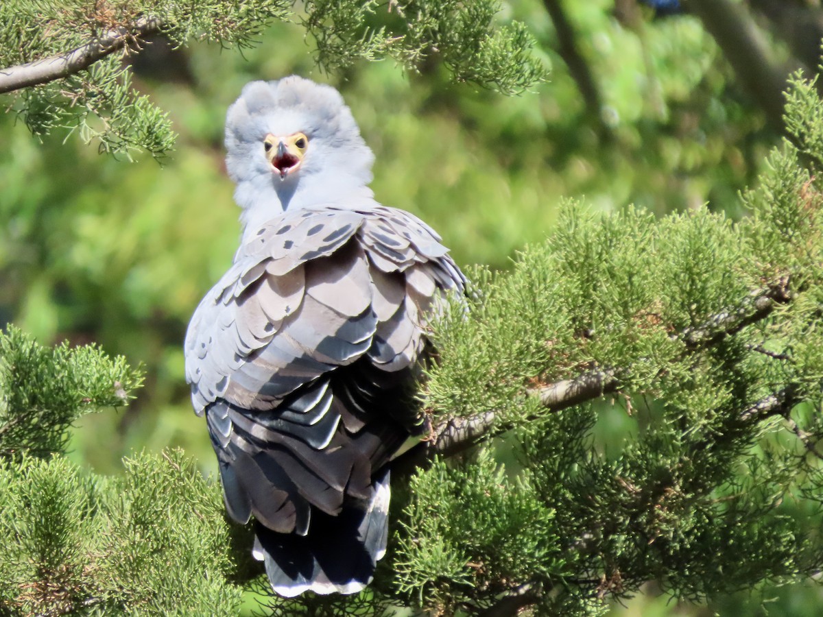 African Harrier-Hawk - ML645541885