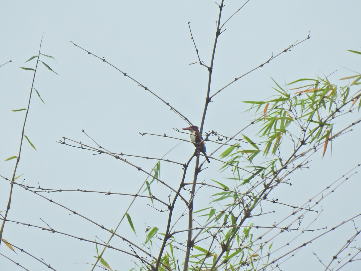 שלדג לבן-חזה - ML645541889