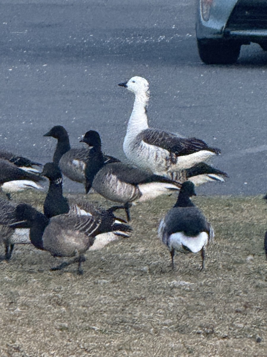 Snow Goose x Brant (hybrid) - ML645541892