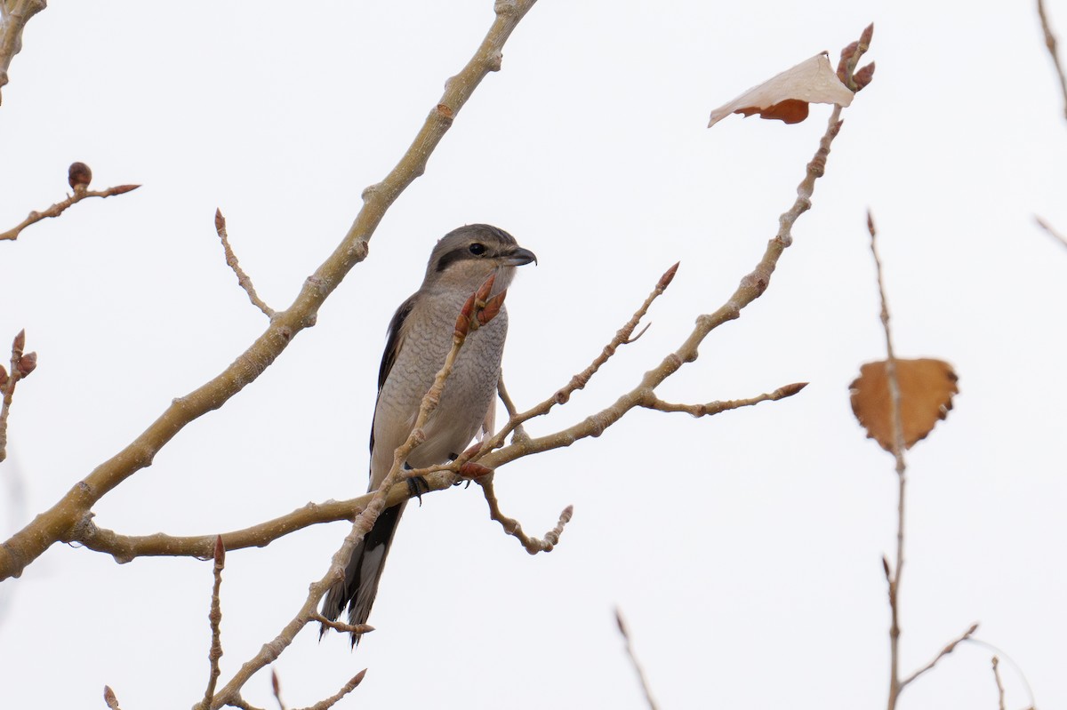 חנקן צפוני - ML645541894