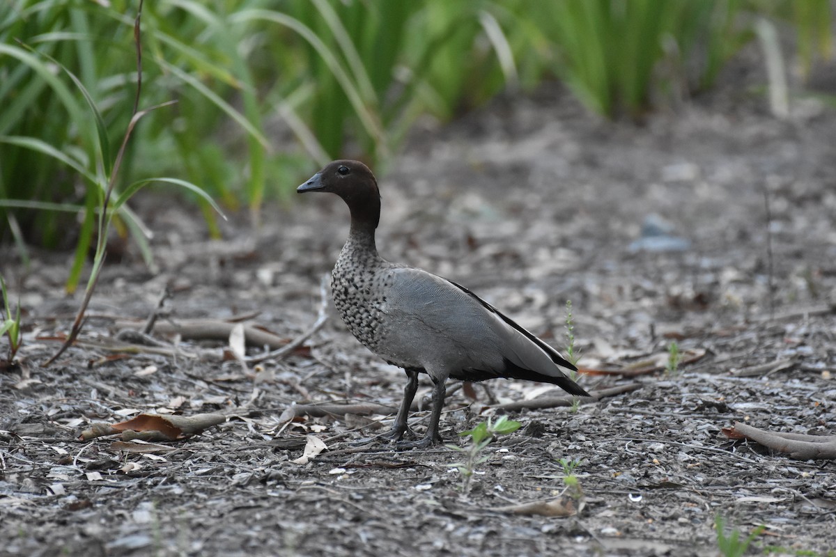 Maned Duck - ML645541905