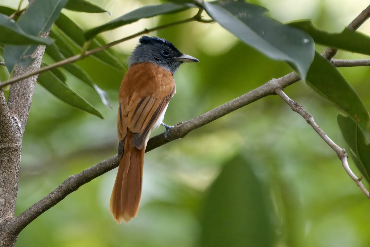Blyth's Paradise-Flycatcher - ML645541906