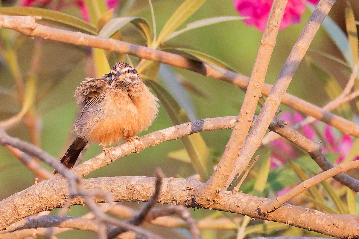 גיבתון קינמון - ML645541907