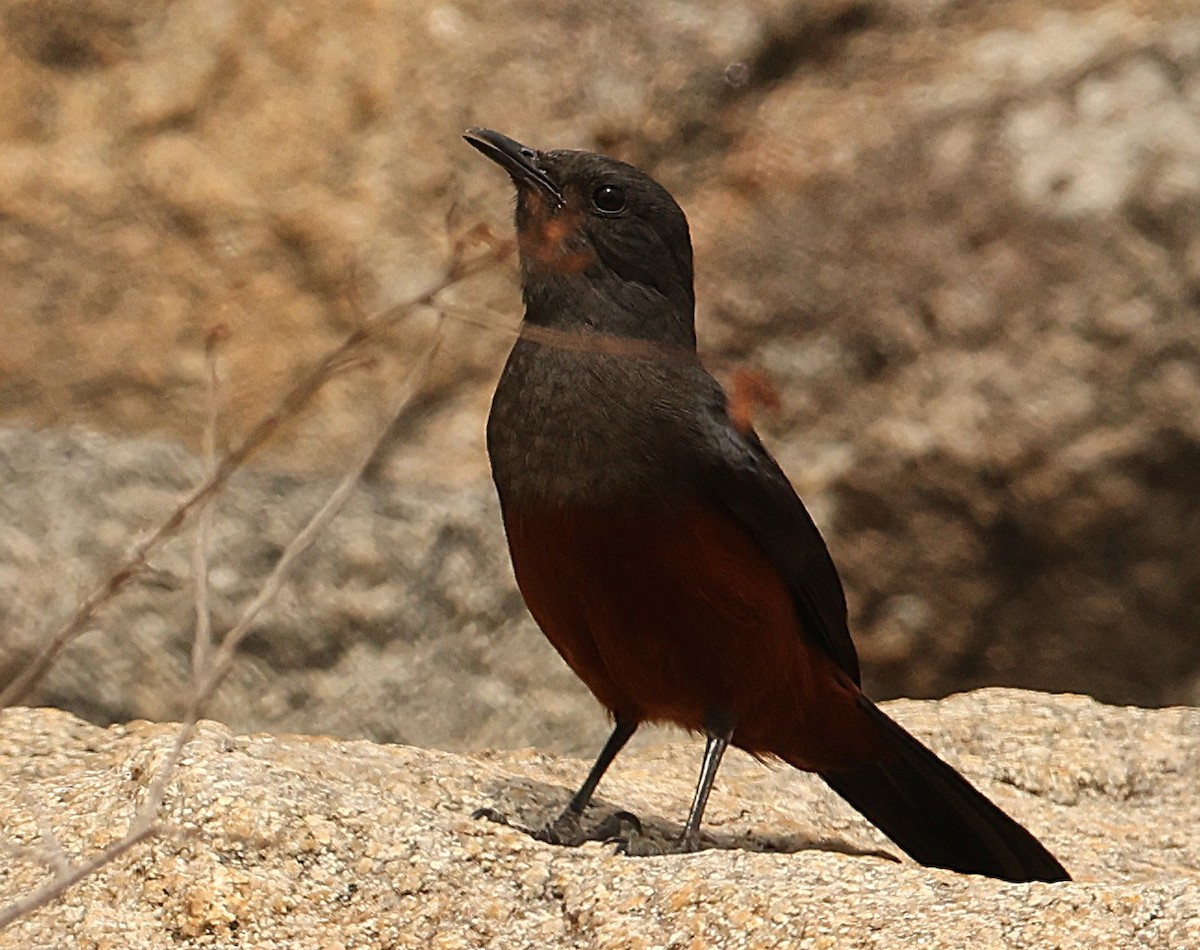 Mocking Cliff-Chat - ML645541909