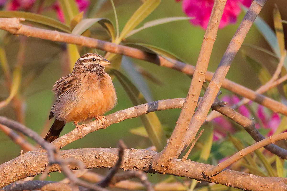 גיבתון קינמון - ML645541911