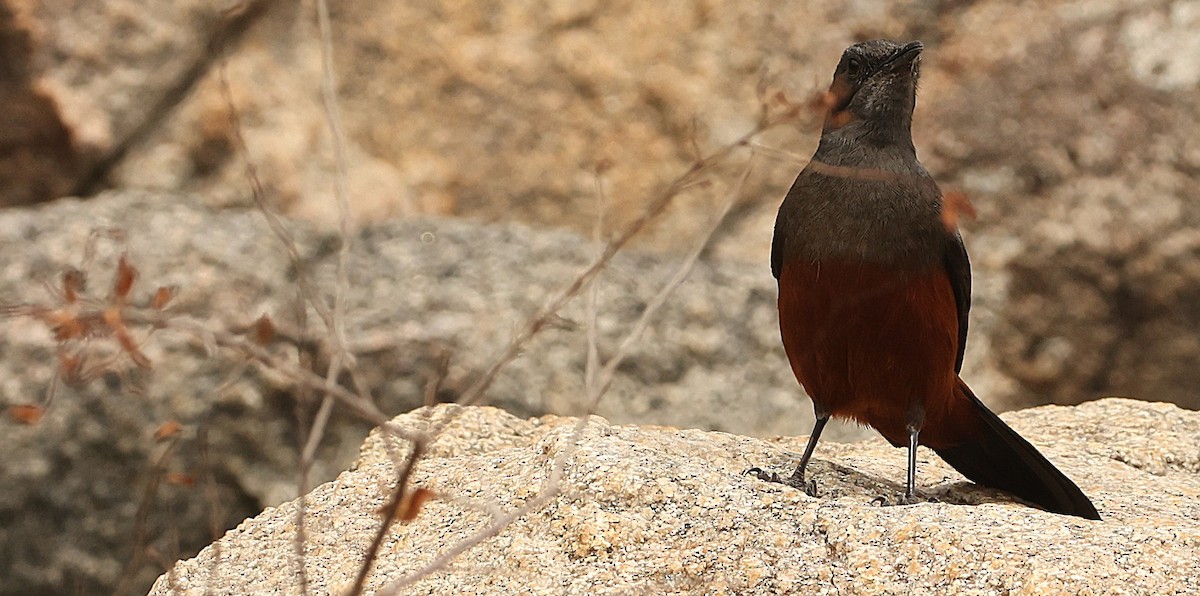 Mocking Cliff-Chat - ML645541913