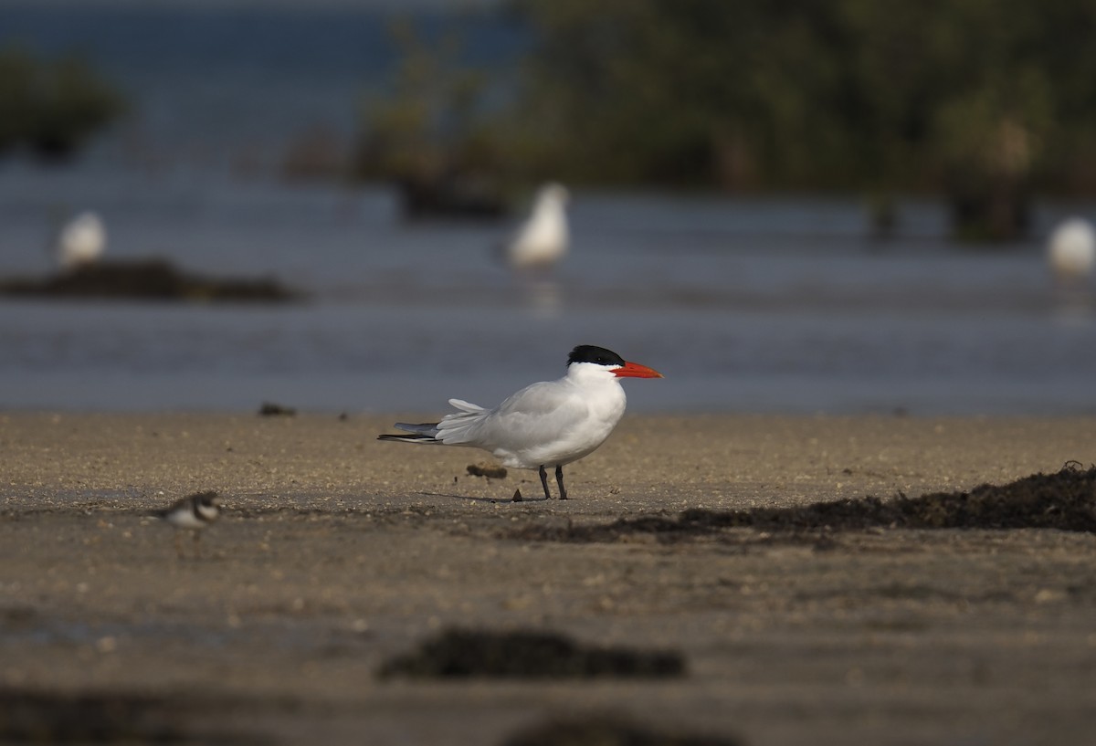 שחפית בלתי-מזוהה - ML645541914