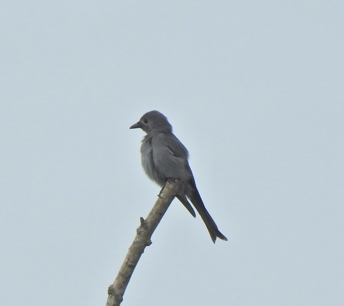 Indochinese Roller - ML645541916