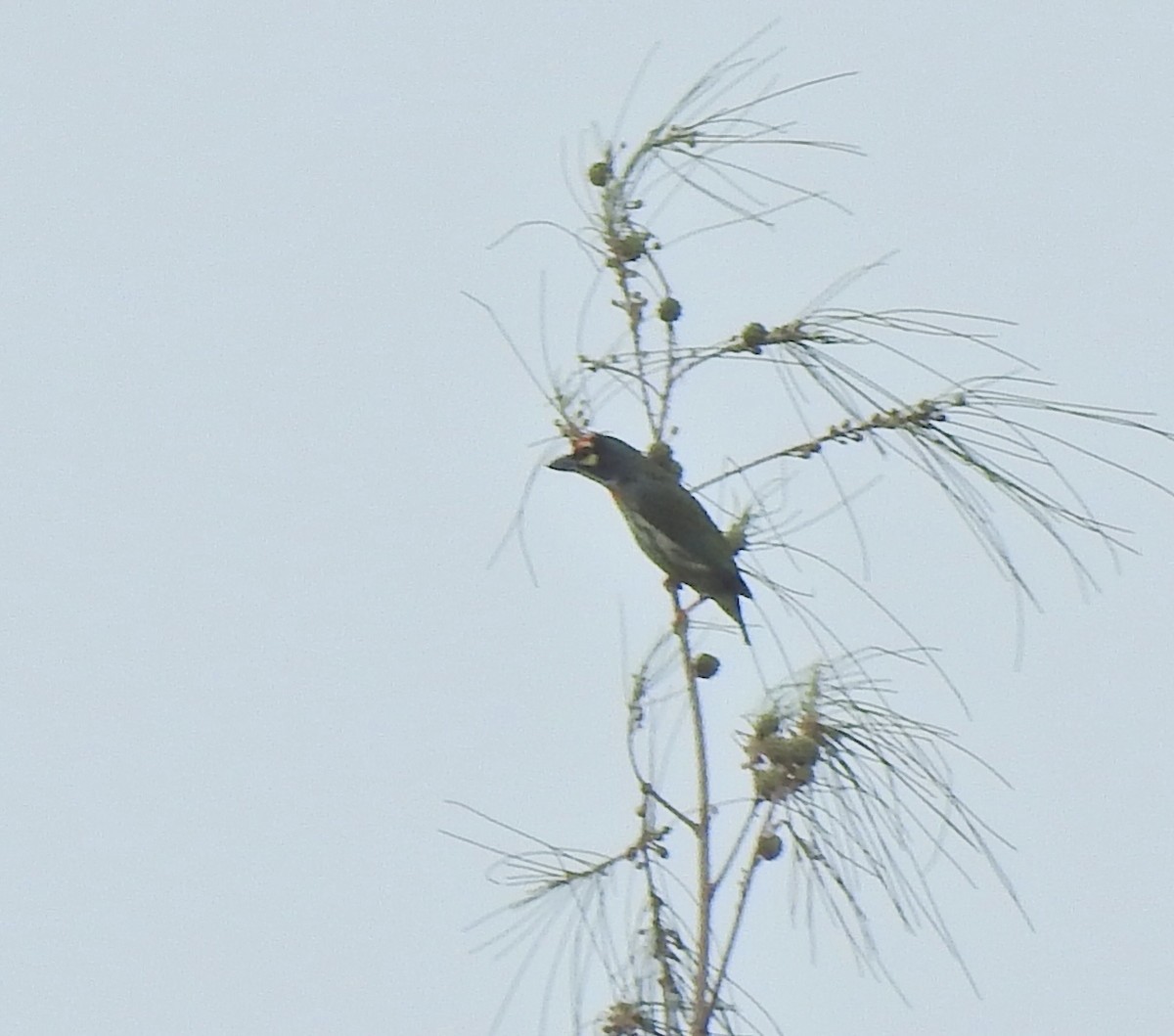 Indochinese Roller - ML645541917