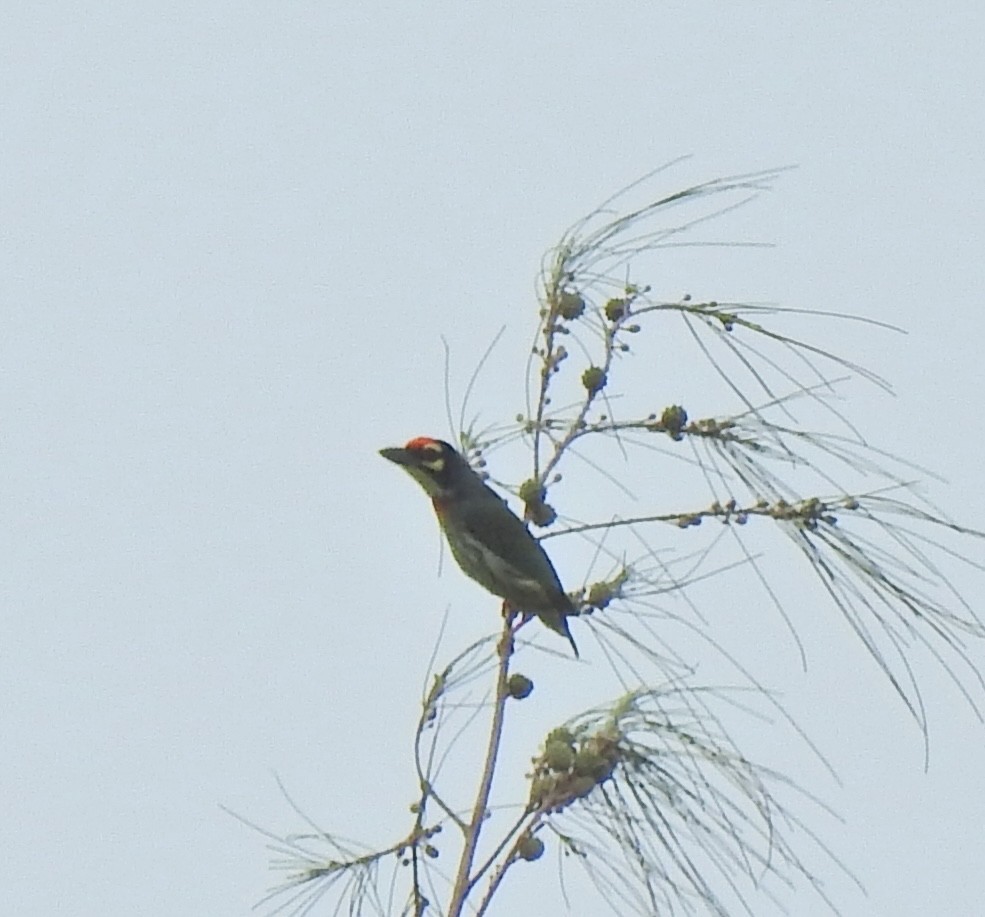 Indochinese Roller - ML645541918