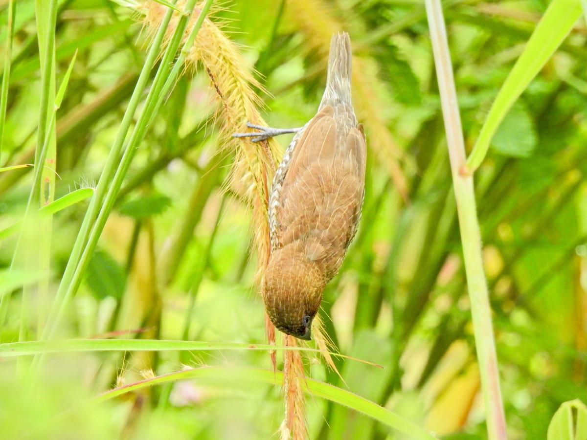 Indochinese Roller - ML645541919