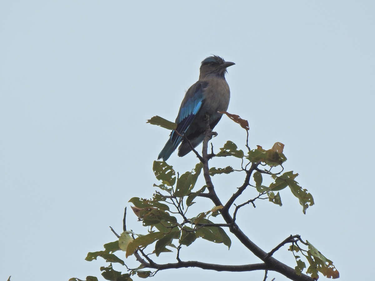 Indochinese Roller - ML645541921