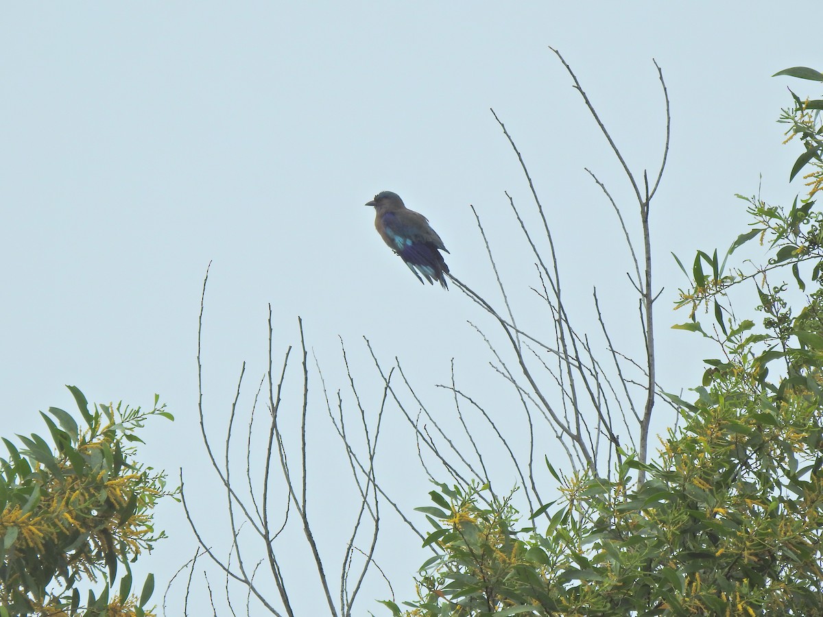 Indochinese Roller - ML645541922