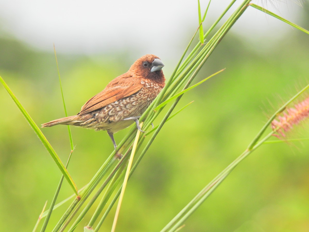 Indochinese Roller - ML645541923