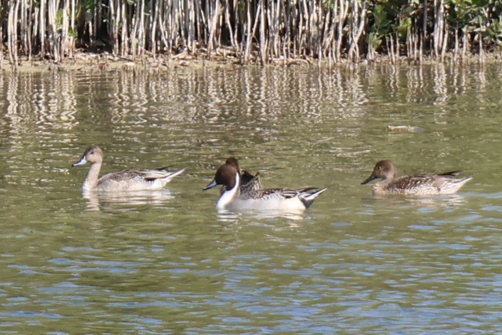 ברווז חד-זנב - ML645541925