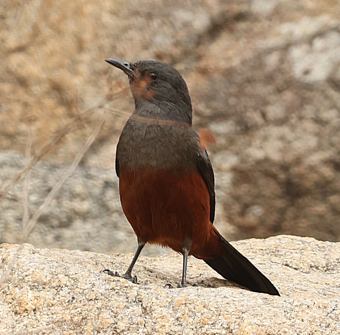 Mocking Cliff-Chat - ML645541926