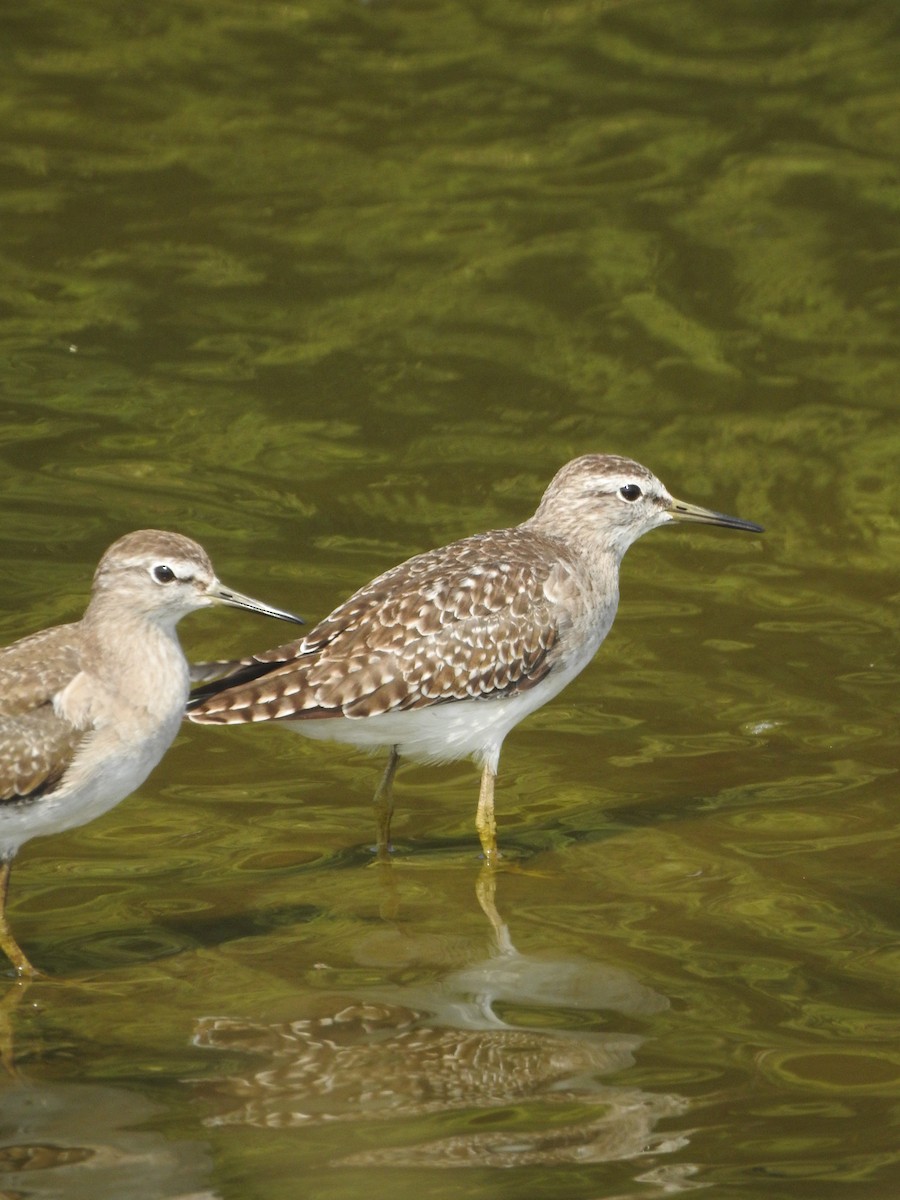 vodouš bahenní - ML645541927