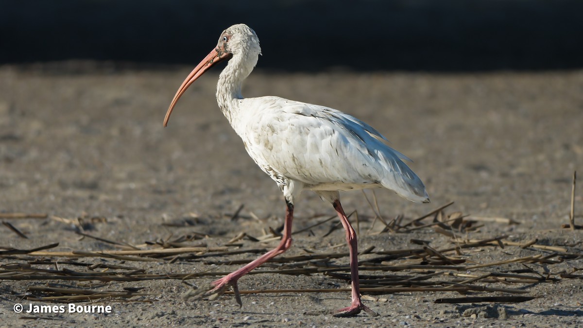 White Ibis - ML645541928