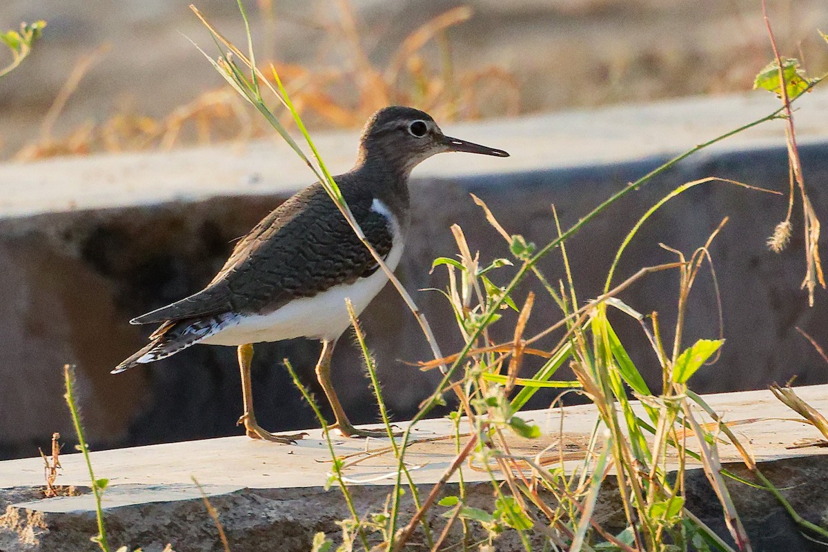 ביצנית לבנת-בטן - ML645541929