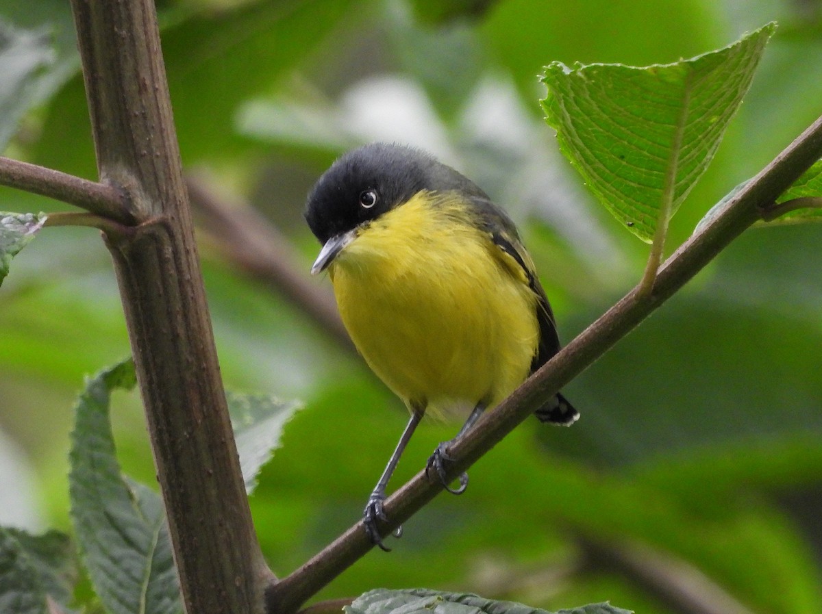 Common Tody-Flycatcher - ML645541933