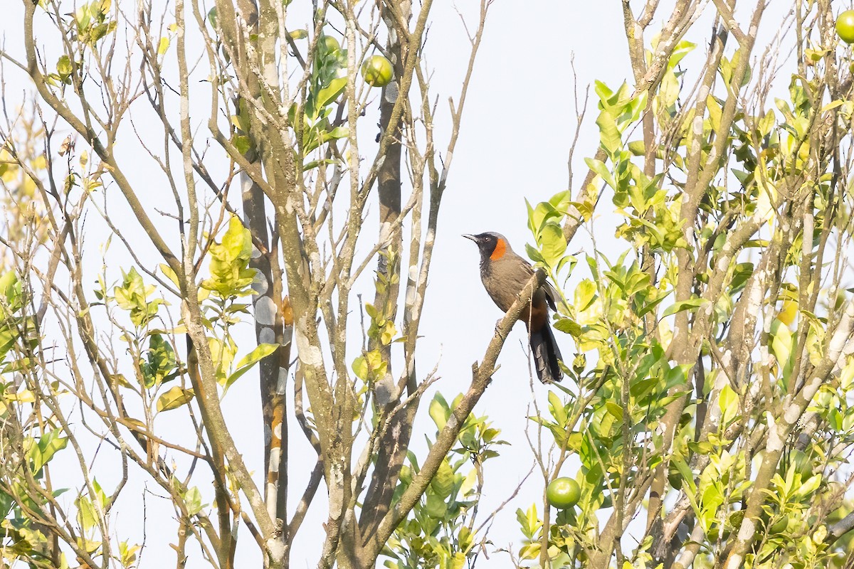 Rufous-necked Laughingthrush - ML645541934