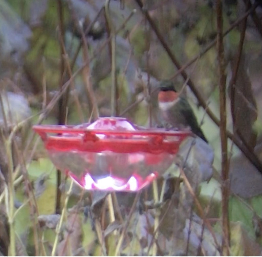 Ruby-throated Hummingbird - ML645541956