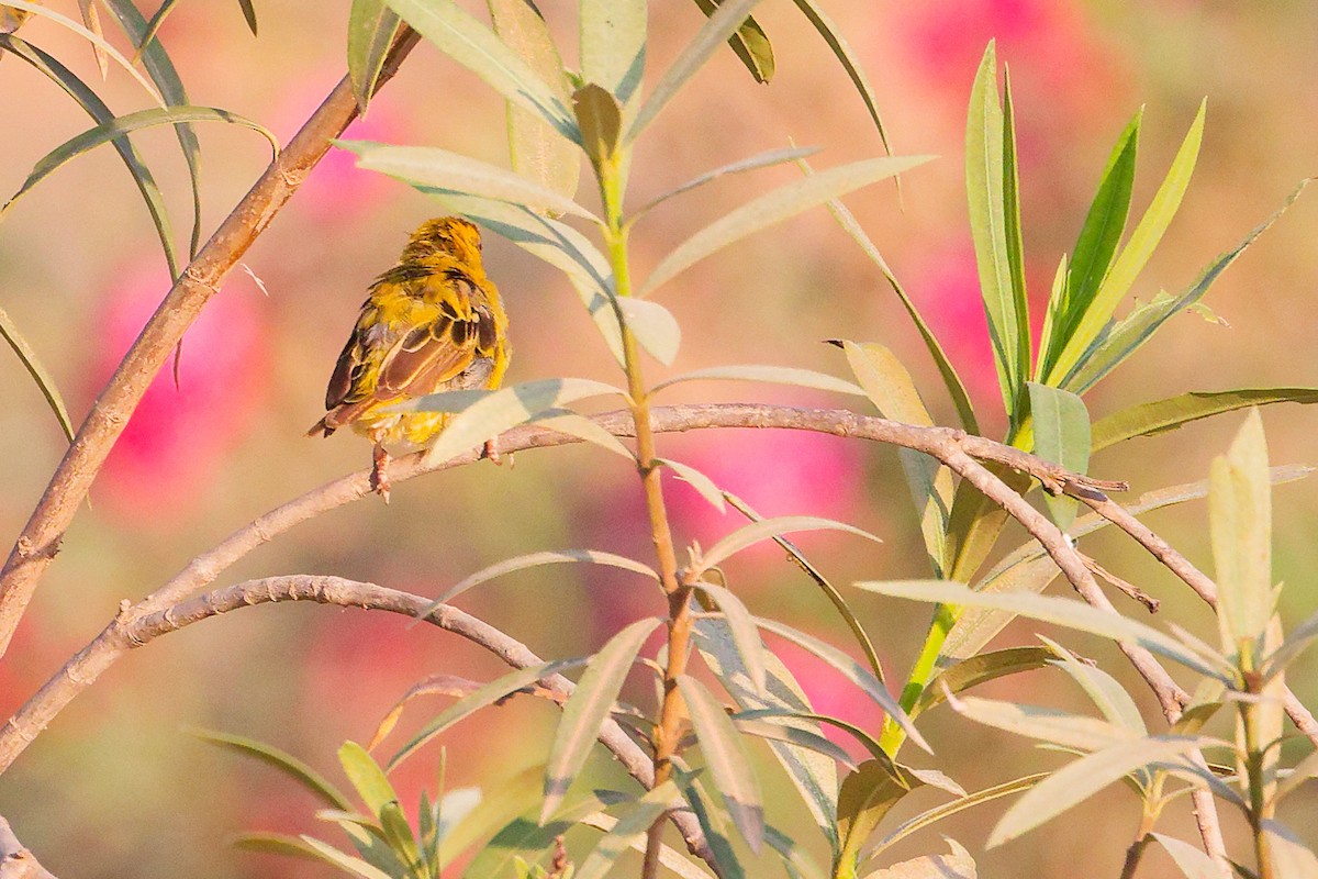 Иволговый ткач - ML645541967