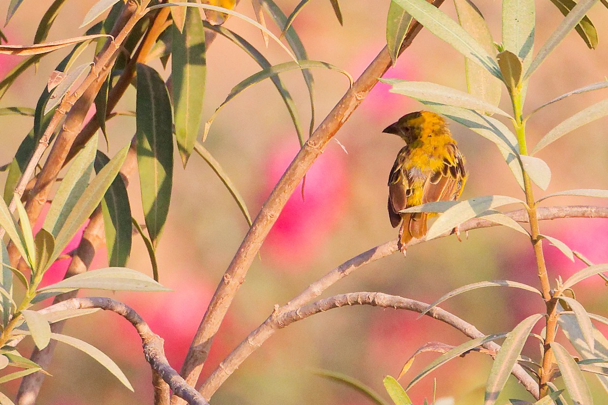 Иволговый ткач - ML645541968