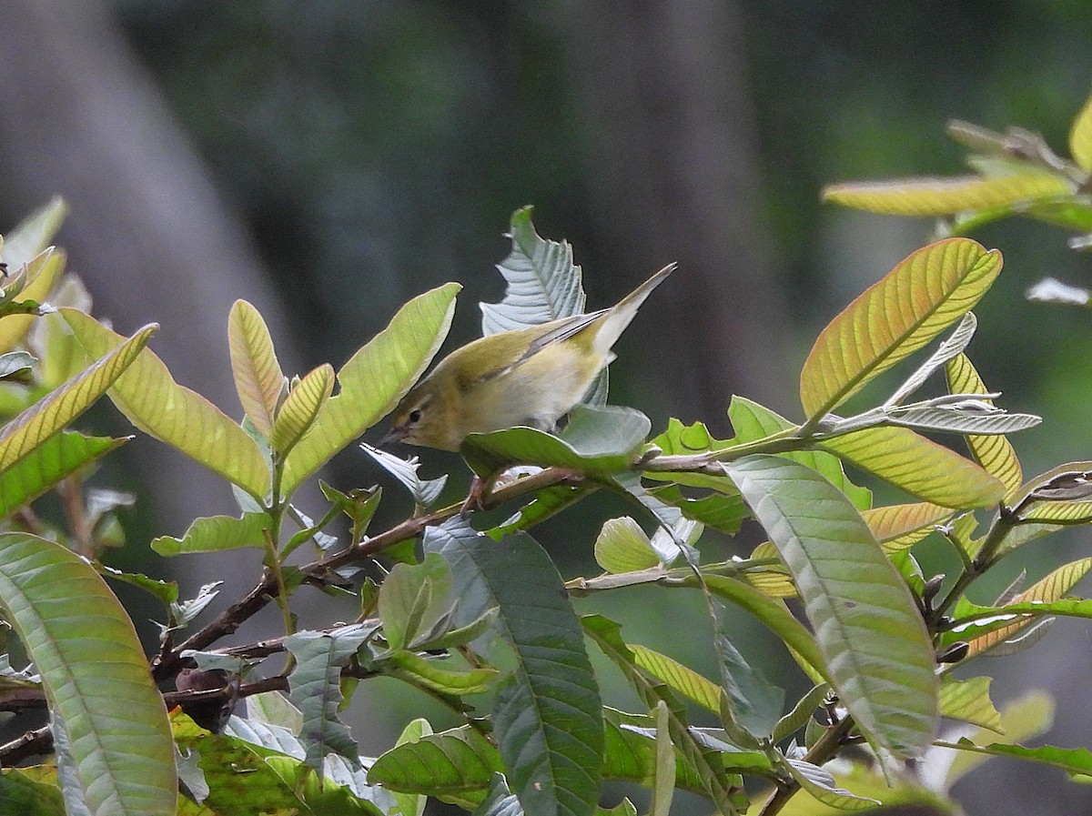 Червоїд світлобровий - ML645541975