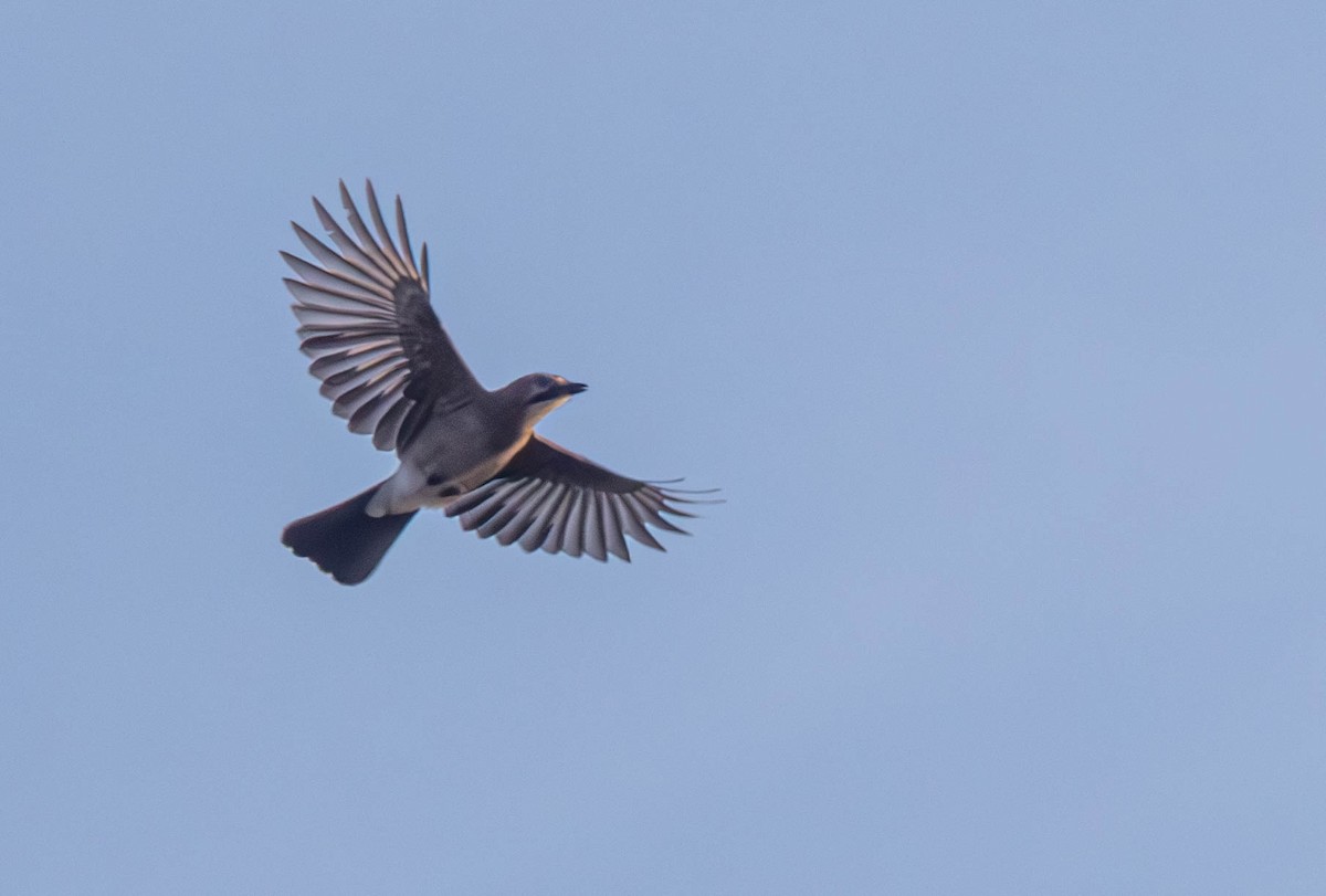 Eurasian Jay - ML645541976