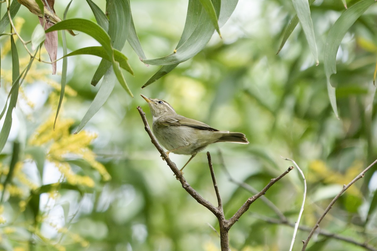 Yellow-browed Warbler - ML645541978