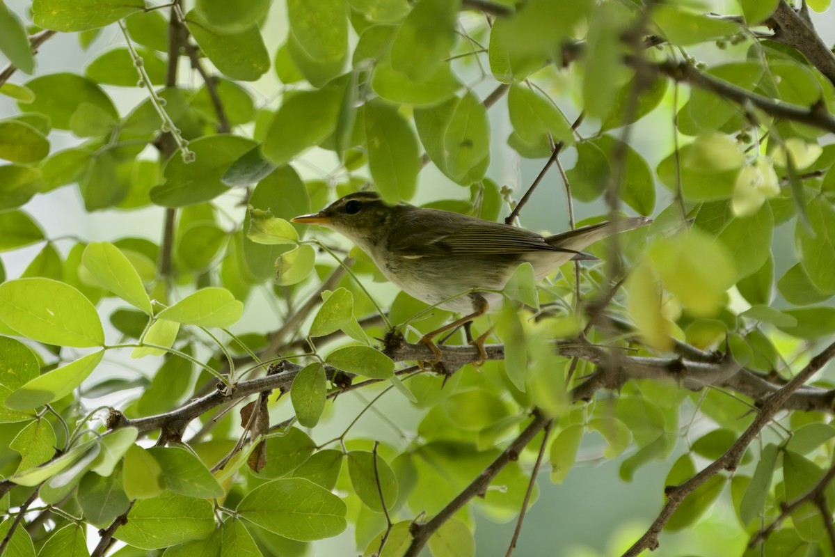 Arctic Warbler - ML645541981