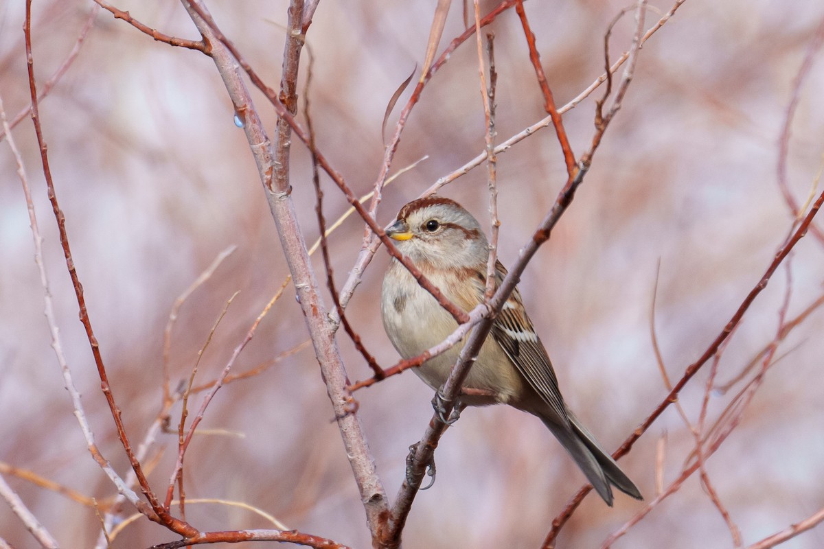 Пасовник північний - ML645541983