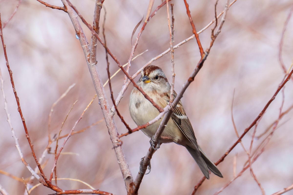 Пасовник північний - ML645541984