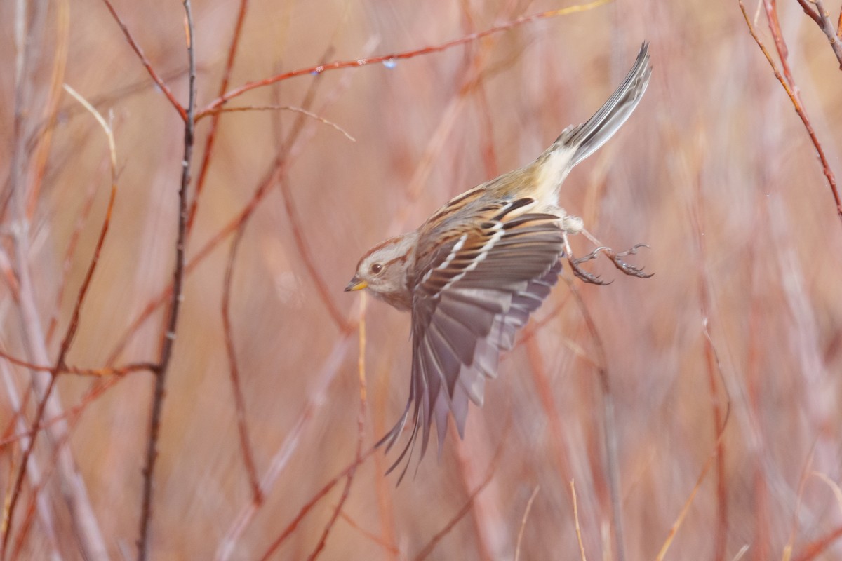 Пасовник північний - ML645541987