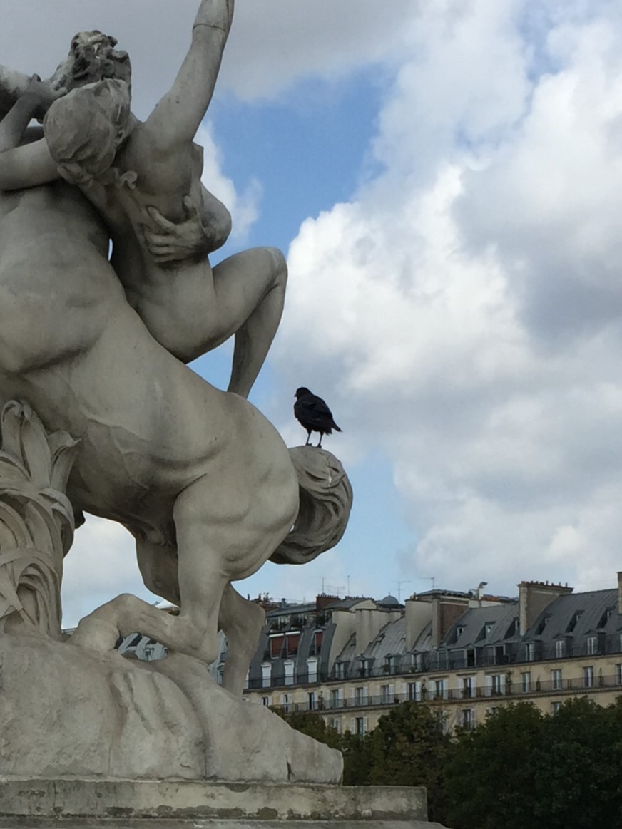 vrána černá - ML645541991