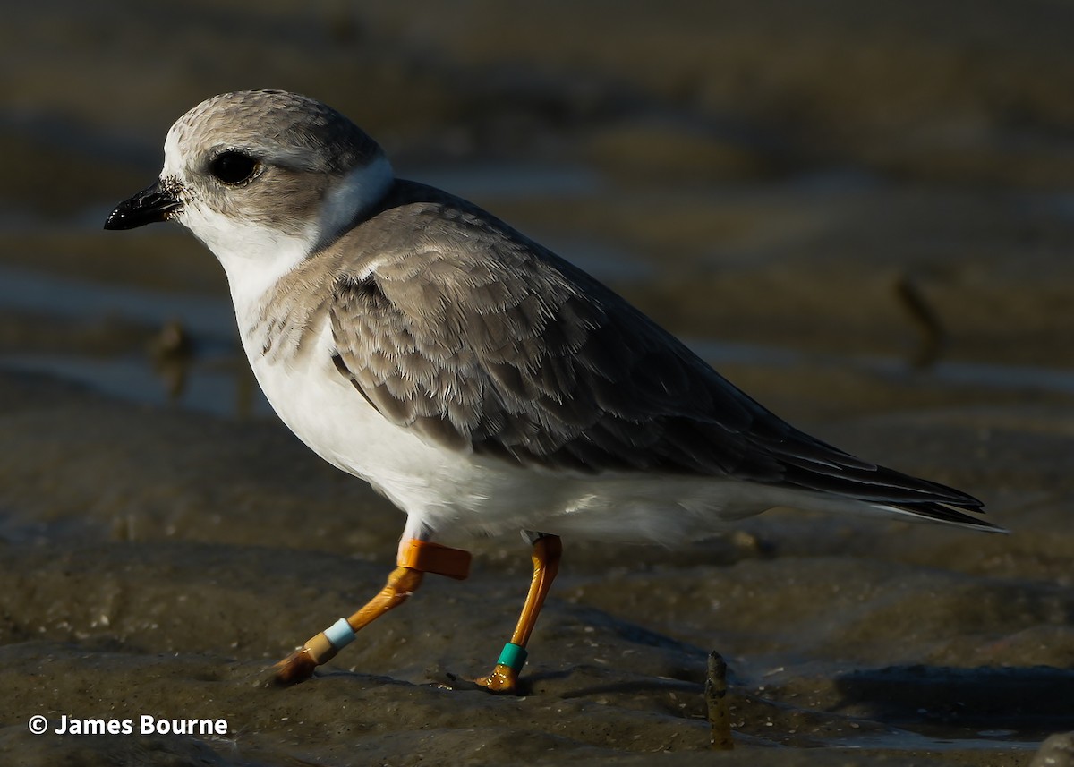Flötenregenpfeifer - ML645541993