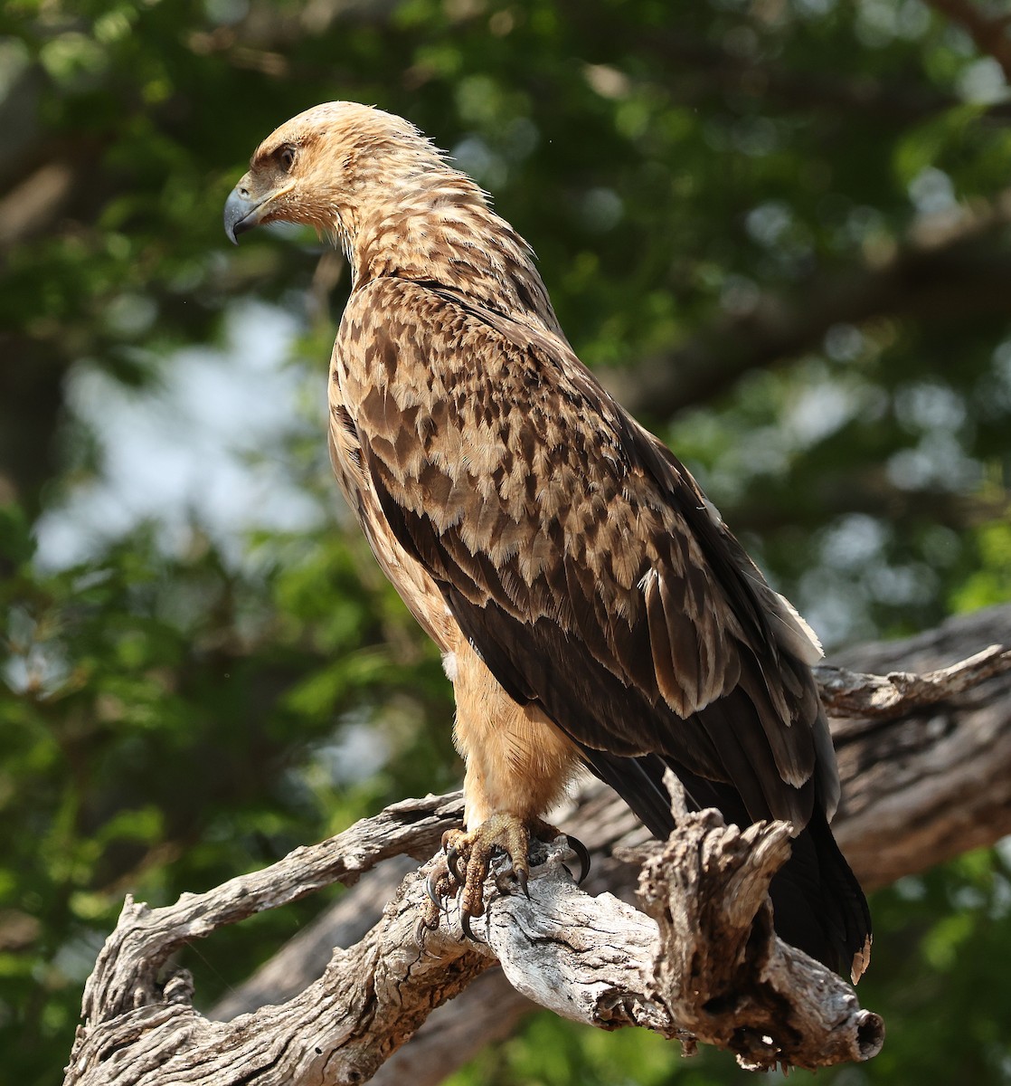Tawny Eagle - ML645542003