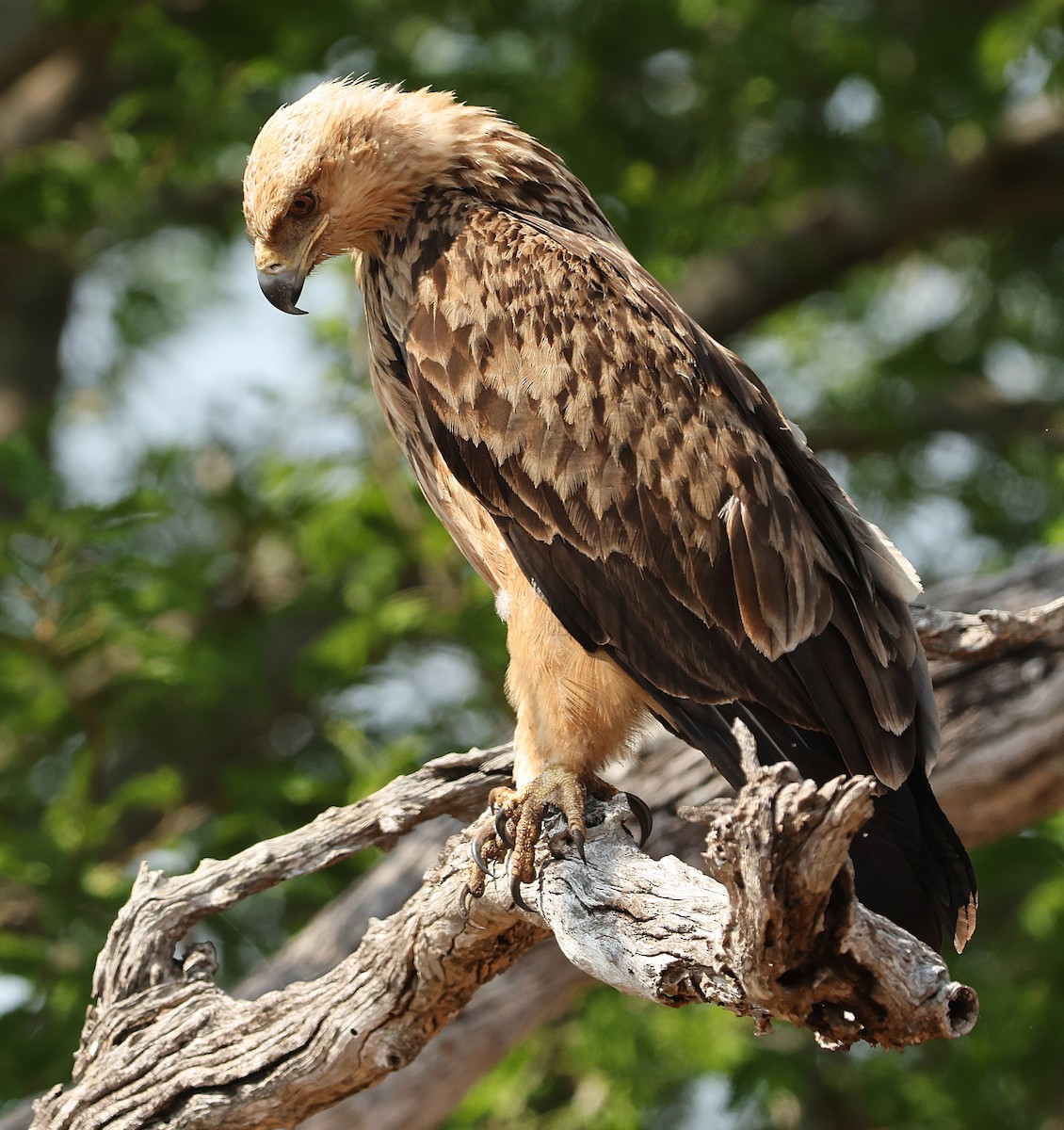 Tawny Eagle - ML645542005