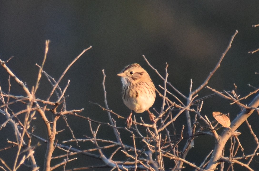 strnadec pruhohlavý - ML645542007